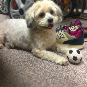Friendly Paws Mobile Grooming - Thank You Friendly Paws ... Thank you Jackie - Pet Groomers Near Me