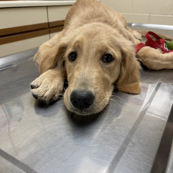Thomas Veterinary Hospital - Waiting for her shots ! - Veterinarians Near Me - Downey, California