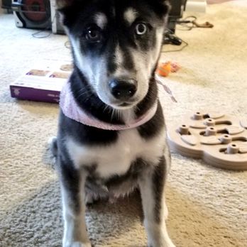 Doggie Styles Day Spa - Pet Groomers Near Me - Beavercreek, Ohio