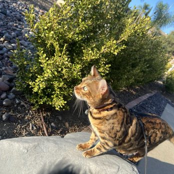 San Diego Bengal - Bengal cat - Pet Breeders Near Me - Ramona, California San Diego Bengal - Bengal cat - Pet Breeders Near Me - Ramona, California