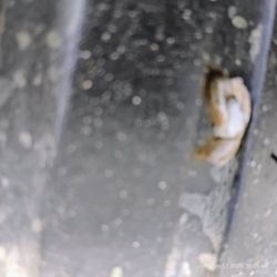 Walmart Auto Care Centers - NAIL WITH 2 PEICES OF FLAT RUSTED SMALL STEEL.