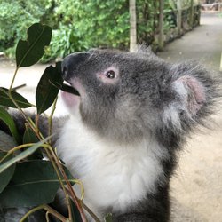 Kangaroo Island Wildlife Park