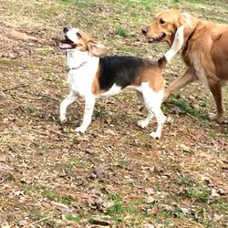 Happy Camper Pet Care - Happy Campers!