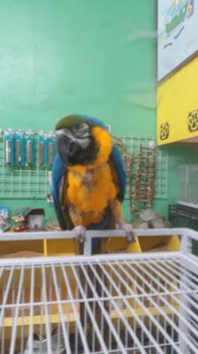 Pete’s Pet Supply by null