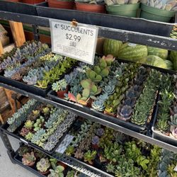 San Diego Farmers Outlet - Succulents.