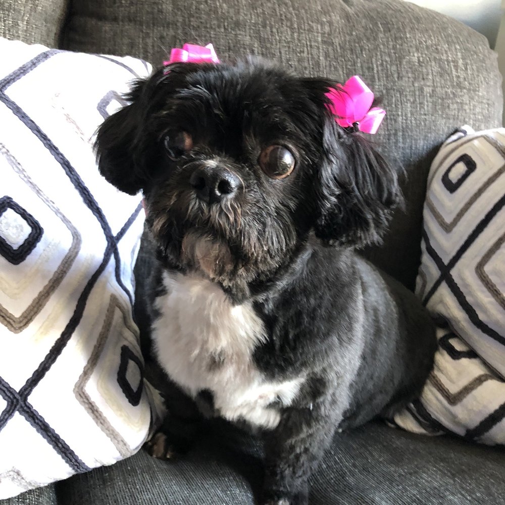 Uptown Pet Salon Co - Gracie and her new cut - Pet Groomers Near Me - Chicago, Illinois Uptown Pet Salon Co - Gracie and her new cut - Pet Groomers Near Me - Chicago, Illinois