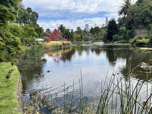 Royal Botanic Gardens Victoria - Melbourne Gardens by null