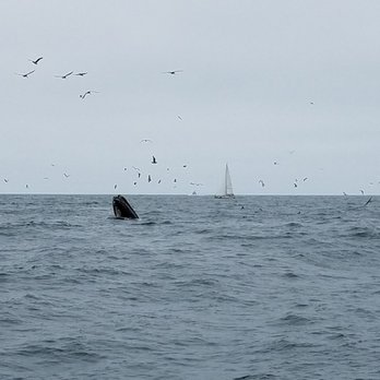 Discovery Whale Watch - Pickaboo - Whale Watching Tours Near Me - Monterey, California