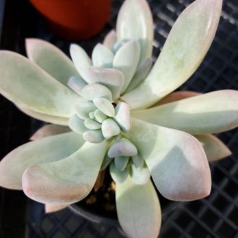 Vista Succulents - Nurseries & Gardening Near Me - Vista, California Vista Succulents - Nurseries & Gardening Near Me - Vista, California