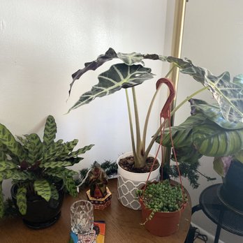 The Foliage Room - All from her beautiful collection! - Nurseries & Gardening Near Me - Redlands , California The Foliage Room - All from her beautiful collection! - Nurseries & Gardening Near Me - Redlands , California
