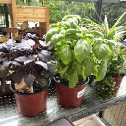 Nu Turf of Pompano Beach - Lovely herbs