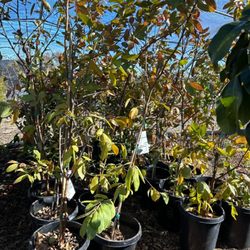 Bee's Nursery and Garden
