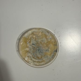 Augusta Realtors - Mold kit tested in bedroom - Real Estate Services Near Me - Abilene, Texas