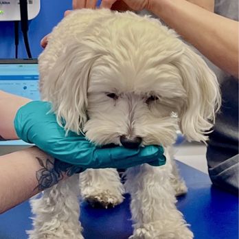 Modern Animal Pasadena - Earning another treat . Keep em comin' - Veterinarians Near Me - Pasadena, California