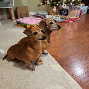 Paw Spa - Fritz and Bruno, fresh and clean after seeing Nadja! - Pet Groomers Near Me - Broomfield, Colorado Paw Spa - Fritz and Bruno, fresh and clean after seeing Nadja! - Pet Groomers Near Me - Broomfield, Colorado