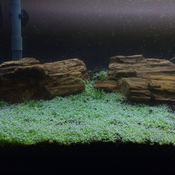 Bay Ace Aquarium Service - Aquarium Services Near Me Bay Ace Aquarium Service - Aquarium Services Near Me