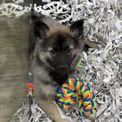 The Puppy Store