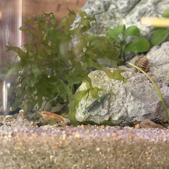 Shugābeibī - shrimp tank near register - Japanese Near Me - Eugene, Oregon Shugābeibī - shrimp tank near register - Japanese Near Me - Eugene, Oregon
