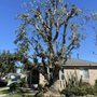 Photo of Top Unit Tree Service