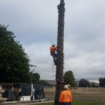 Preferred Expert Tree Service - Tree Services Near Me Preferred Expert Tree Service - Tree Services Near Me