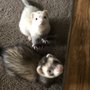 Photo of Pet Needs Etc