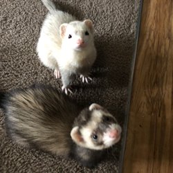 Pet Needs Etc - Norman Reedus & Finn McKool will be getting food from here.   AKA Reed & Finn