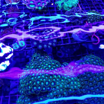 Ellis Aquatics - Local Fish Stores Near Me - Compton, California Ellis Aquatics - Local Fish Stores Near Me - Compton, California