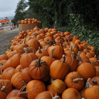 4 C's Pumpkin Patch - hella pumpkins - Pumpkin Patches Near Me - Half Moon Bay, California