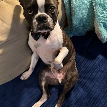 DOG Mobile Grooming - He's smelling so clean and happy. - Pet Groomers Near Me - Lehigh Acres, Florida DOG Mobile Grooming - He's smelling so clean and happy. - Pet Groomers Near Me - Lehigh Acres, Florida