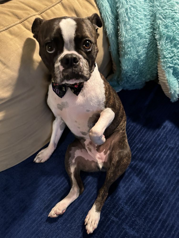 DOG MOBILE GROOMING Updated August 2024 33 Photos Lehigh Acres, Florida Pet Groomers