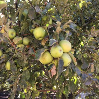 Riley's Farm - Delicious apples! - Fruits & Veggies Near Me - Oak Glen, California Riley's Farm - Delicious apples! - Fruits & Veggies Near Me - Oak Glen, California