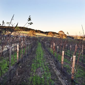 Ram's Gate Winery - Beautiful sight - Wineries Near Me - Sonoma, California