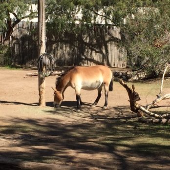 El Paso Zoo - Aquariums Near Me - El Paso, Texas El Paso Zoo - Aquariums Near Me - El Paso, Texas