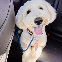 Sit Means Sit Dog Training San Diego