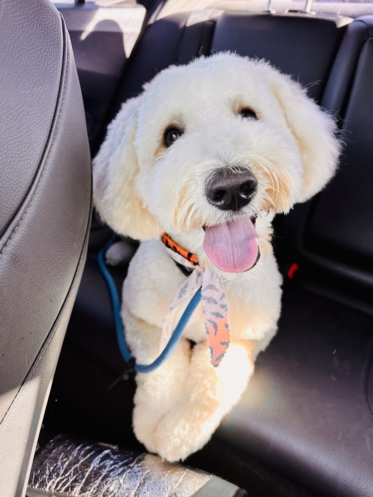 SIT MEANS SIT DOG TRAINING SAN DIEGO Updated October 2024 32 Photos