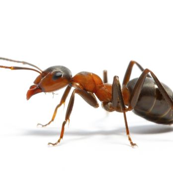 Globe & Anchor Services - Pest Control Near Me Globe & Anchor Services - Pest Control Near Me