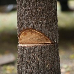 Cedar Tree & Landscape Service