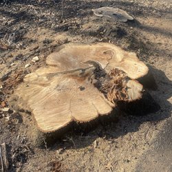 Locke County Park - Sawed stump :(