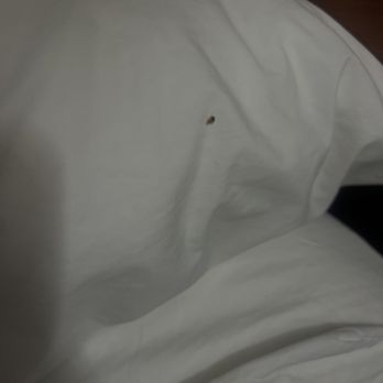 Embassy Suites by Hilton Denver Central Park - Bed bugs - Hotels Near Me - Denver, Colorado Embassy Suites by Hilton Denver Central Park - Bed bugs - Hotels Near Me - Denver, Colorado
