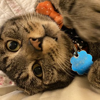 PetSmart - Franz - Pet Stores Near Me - Virginia Beach, Virginia