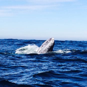 Whale Research Eco Excursions - Museums Near Me - Depoe Bay, Oregon Whale Research Eco Excursions - Museums Near Me - Depoe Bay, Oregon