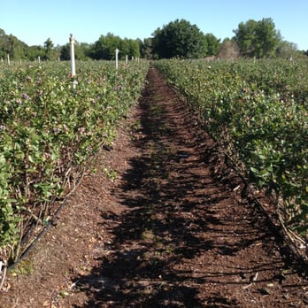 Lake Catherine Blueberries - Fruits & Veggies Near Me - Groveland, Florida