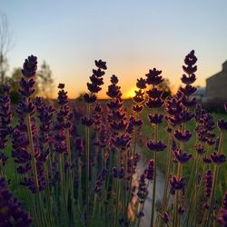 Dobaj Dreamer Lavender Farm