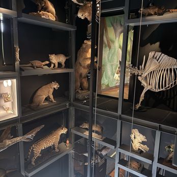 Musée Zoologique - Museums Near Me - Strasbourg, 67 Musée Zoologique - Museums Near Me - Strasbourg, 67