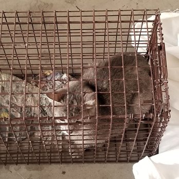 Altered Tails - The next morning waiting to be released - Veterinarians Near Me - Mesa, Arizona