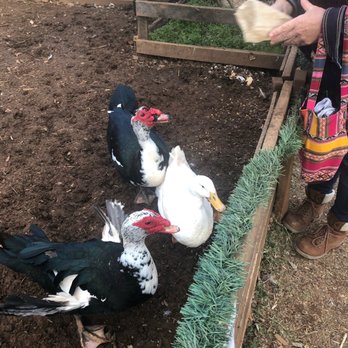 Spring Haven Farm - Farms Near Me - Chapel Hill, North Carolina