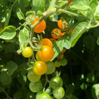 Silver Oak - Healdsburg - Fresh tomatoes from the garden - Wine Tasting Room Near Me - Healdsburg, California Silver Oak - Healdsburg - Fresh tomatoes from the garden - Wine Tasting Room Near Me - Healdsburg, California