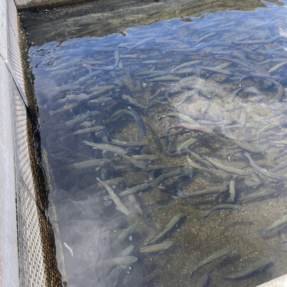 Fish Springs Hatchery - Fishing Near Me - Big Pine, California Fish Springs Hatchery - Fishing Near Me - Big Pine, California