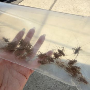 Andersen's Pet Shop - Crickets!!! The roads will be happy!!! - Pet Stores Near Me - Montrose, California Andersen's Pet Shop - Crickets!!! The roads will be happy!!! - Pet Stores Near Me - Montrose, California