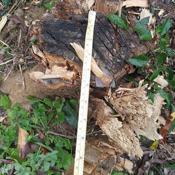 Stump Blaster - Before Stump Blaster - Tree Services Near Me - Sacramento, California Stump Blaster - Before Stump Blaster - Tree Services Near Me - Sacramento, California